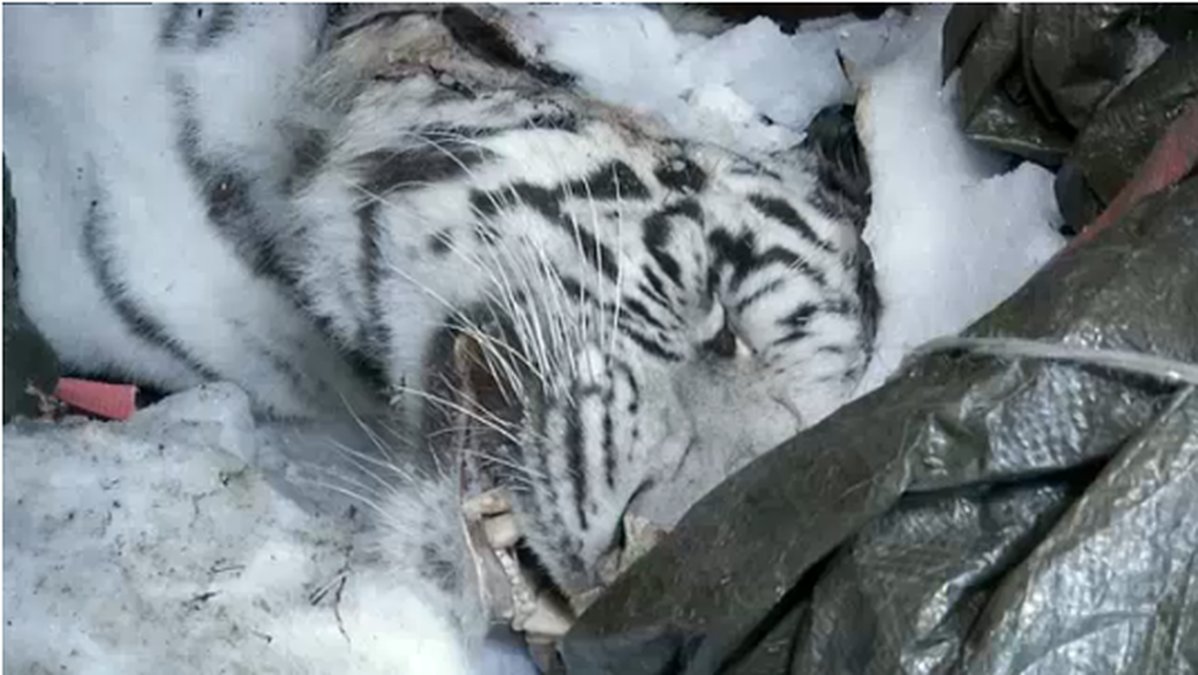 Döda, frysta, vita tigrar på Parken Zoo.